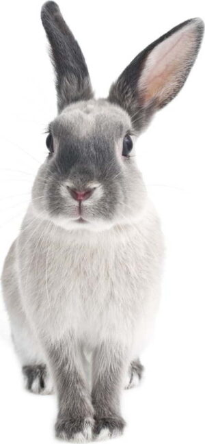 Nástěnná samolepka Dekornik Rabbit Harry
