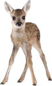 Nástěnná samolepka Dekornik Deer Lucy